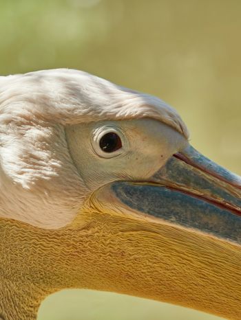 Обои 1620x2160 птица, пеликан