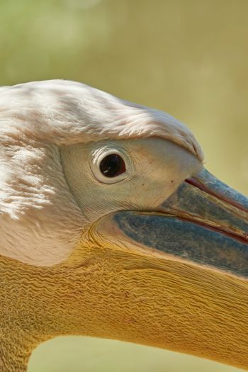Обои 640x960 птица, пеликан