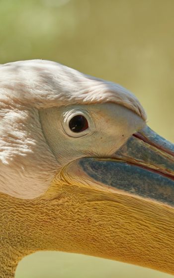 Обои 1752x2800 птица, пеликан
