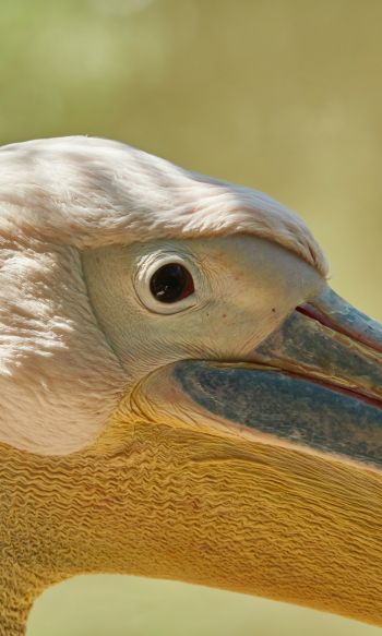 Обои 1200x2000 птица, пеликан