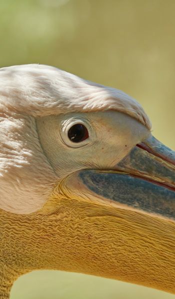Обои 600x1024 птица, пеликан