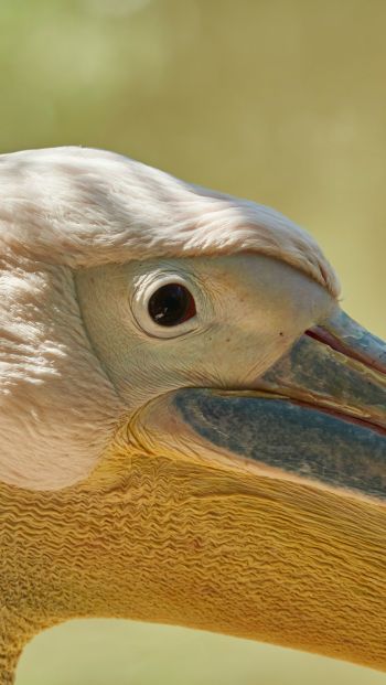 Обои 640x1136 птица, пеликан