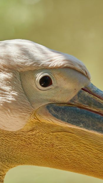 Обои 720x1280 птица, пеликан