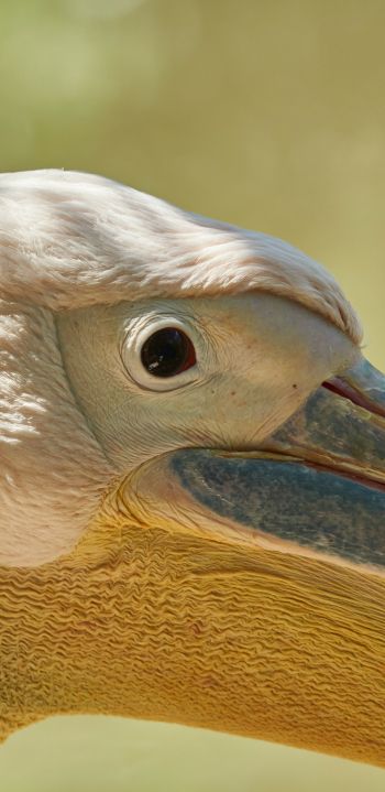 Обои 1440x2960 птица, пеликан
