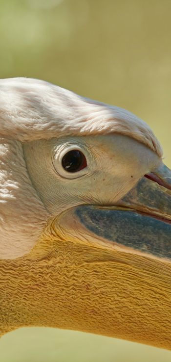 Обои 720x1520 птица, пеликан