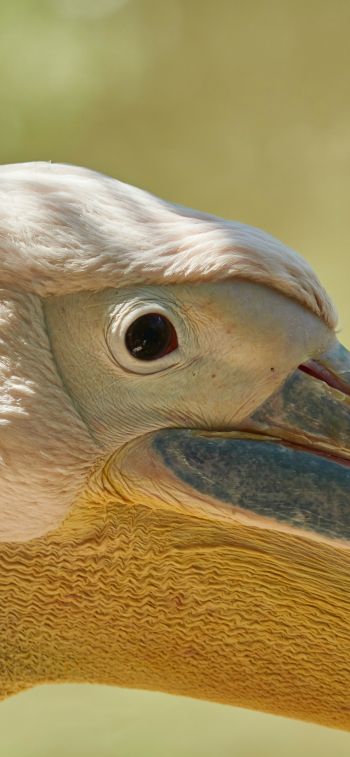 Обои 1125x2436 птица, пеликан