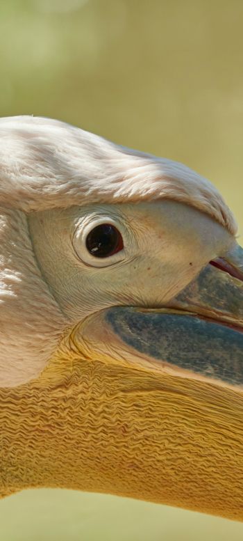 Обои 1080x2400 птица, пеликан