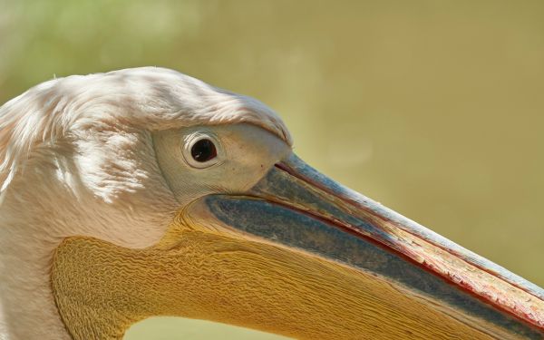 Обои 2560x1600 птица, пеликан