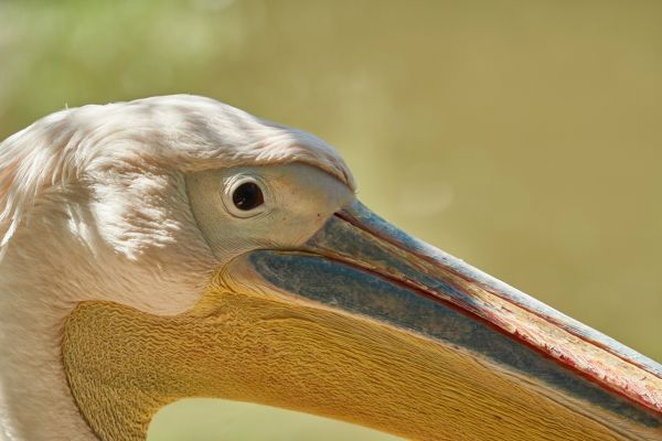 Обои 5919x3946 птица, пеликан