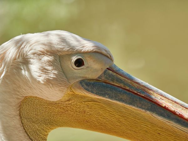 Обои 1024x768 птица, пеликан