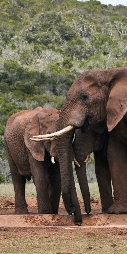 Обои 720x1440 слоны, в дикой природе