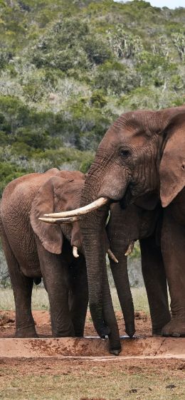 Обои 828x1792 слоны, в дикой природе