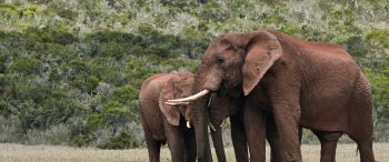 Обои 3440x1440 слоны, в дикой природе