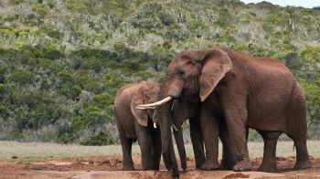 Обои 1600x900 слоны, в дикой природе