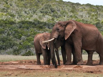 Обои 800x600 слоны, в дикой природе
