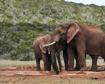 Обои 1280x1024 слоны, в дикой природе