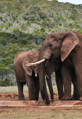 Обои 1640x2360 слоны, в дикой природе