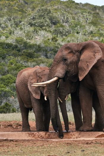 Обои 640x960 слоны, в дикой природе