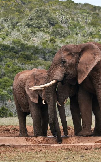 Обои 1752x2800 слоны, в дикой природе
