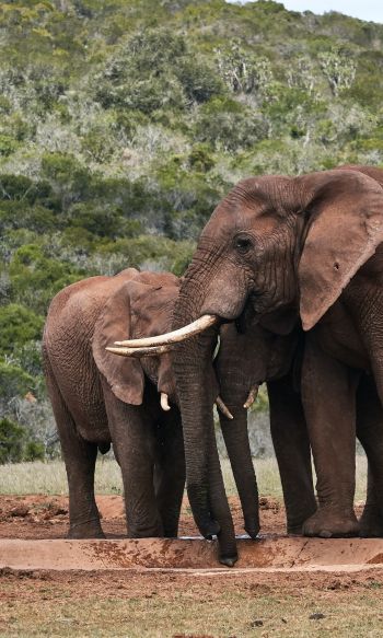 Обои 1200x2000 слоны, в дикой природе