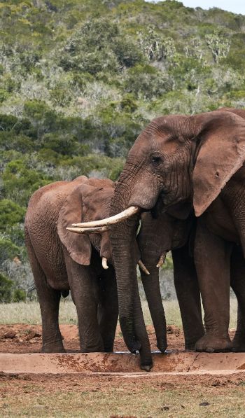 Обои 600x1024 слоны, в дикой природе