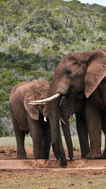 Обои 640x1136 слоны, в дикой природе