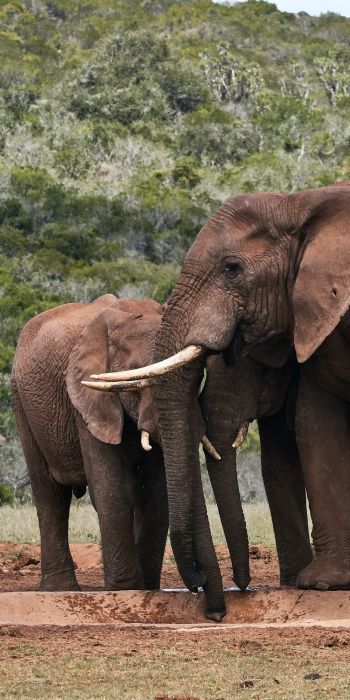 Обои 720x1440 слоны, в дикой природе