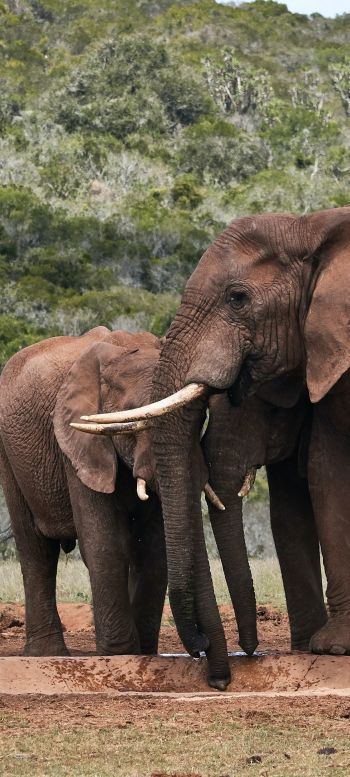 Обои 1080x2400 слоны, в дикой природе