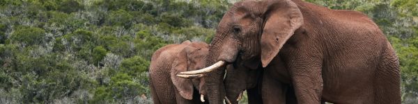 Обои 1590x400 слоны, в дикой природе