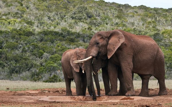 Обои 2560x1600 слоны, в дикой природе