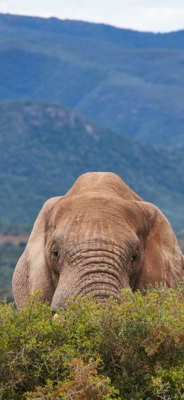 elephant, big animal Wallpaper 1080x2340