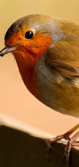 little bird, close up Wallpaper 1080x2280
