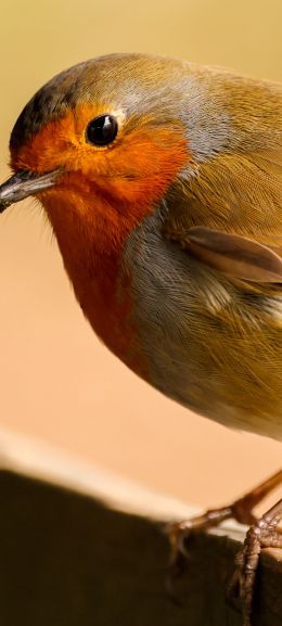 little bird, close up Wallpaper 720x1600