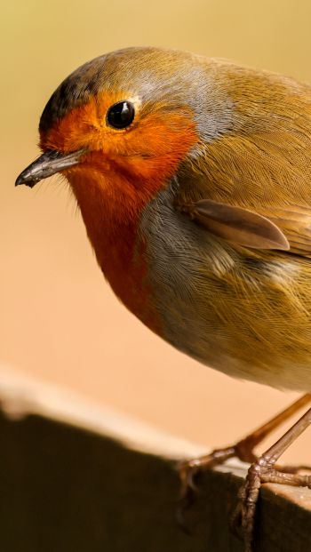 little bird, close up Wallpaper 640x1136