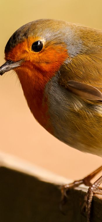 little bird, close up Wallpaper 1080x2340