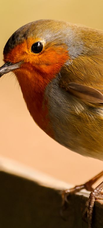 little bird, close up Wallpaper 1440x3200