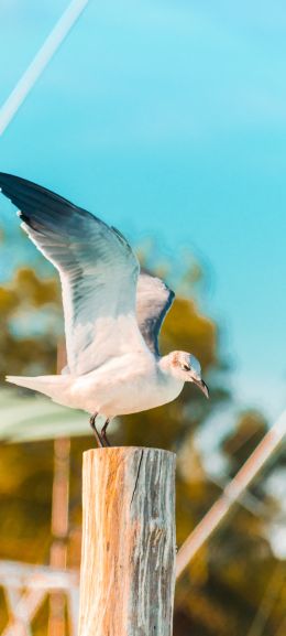 seagull, on a pole Wallpaper 1440x3200