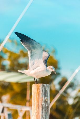 seagull, on a pole Wallpaper 3915x5872