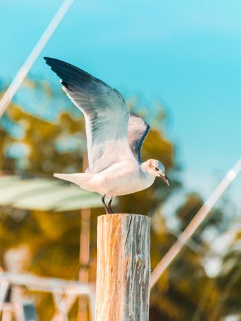 seagull, on a pole Wallpaper 2048x2732