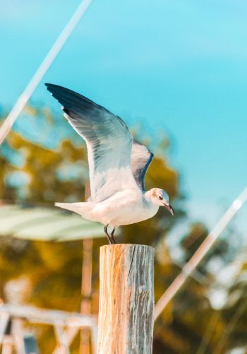 seagull, on a pole Wallpaper 1668x2388