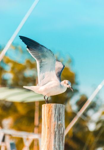seagull, on a pole Wallpaper 1640x2360