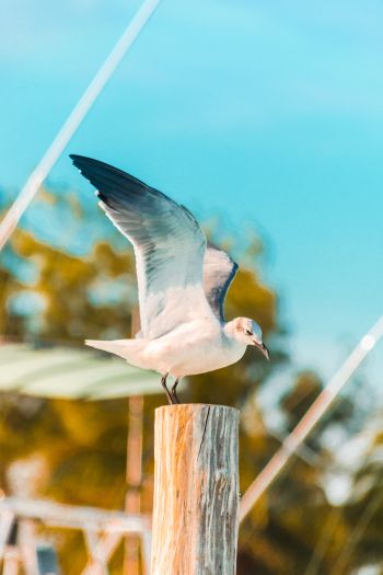 seagull, on a pole Wallpaper 640x960
