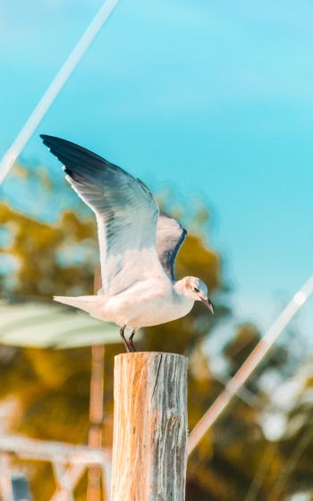 seagull, on a pole Wallpaper 1600x2560
