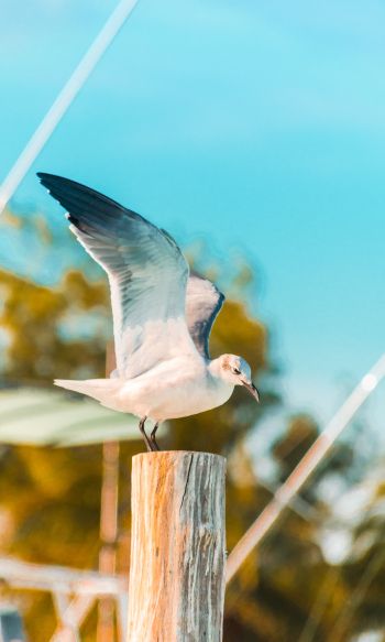 seagull, on a pole Wallpaper 1200x2000