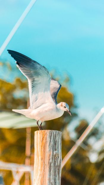 seagull, on a pole Wallpaper 640x1136