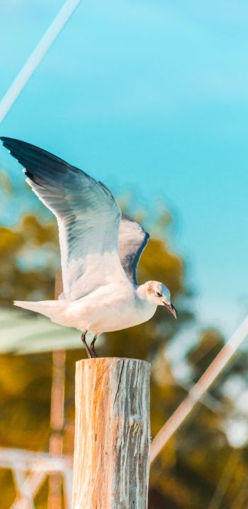 seagull, on a pole Wallpaper 1080x2220