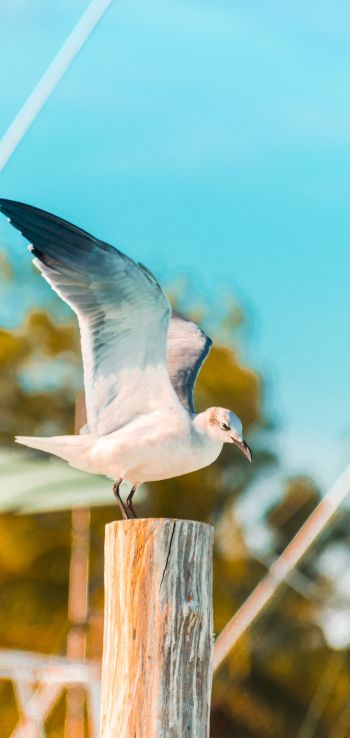 seagull, on a pole Wallpaper 1440x3040