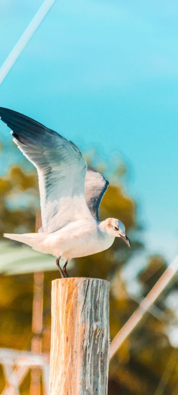 seagull, on a pole Wallpaper 1440x3200