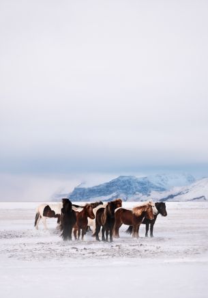 Vic, Iceland, herd Wallpaper 1668x2388