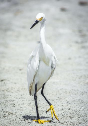 egret, bird Wallpaper 1668x2388